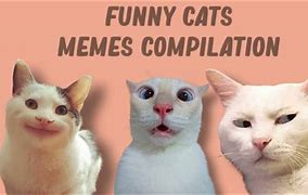 Image result for Nope Cat Meme