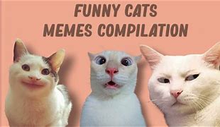 Image result for Judice Cat Meme