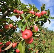 Image result for Apples Growing