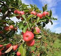 Image result for Best Areas to Grow Apple's