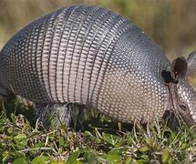 Image result for Medieval Armadillo