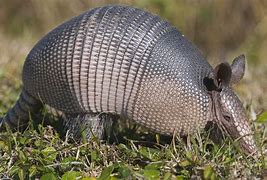 Image result for Armadillo Images. Free