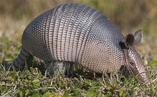 Image result for Pic of a Armadillo