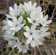 Image result for Triteleia hyacinthina