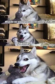 Image result for Husky Dog Meme Pun