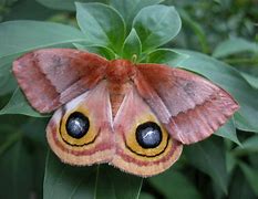 Image result for "io-moth"