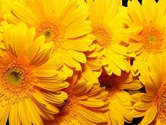 Image result for Yellow Flower Phone Wallpaper