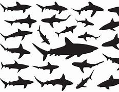 Image result for Shark Silhouette