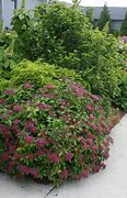 Image result for Spiraea japonica DOUBLE PLAY RED