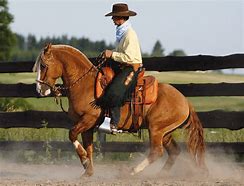 Image result for Mexican Criollo Horse