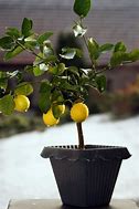 Image result for Meyer Lemon Tree Baby