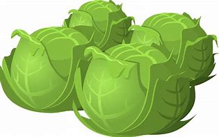 Cabbage Clip Art 的图像结果