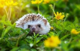 Image result for Baby Hedgehog Eating