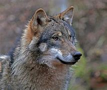 Image result for canis_lupus_occidentalis