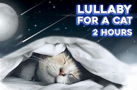 Image result for Lullabies Petco Cat