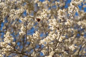 Image result for Pussy Willow Tree