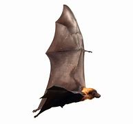 Image result for Florida Bats