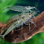 Image result for Baby Amano Shrimp