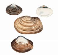 Image result for Clam Shell Vector