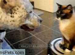 Image result for Cat Baby Memes Clean