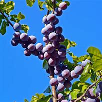 Bildergebnis für Prunus domestica Czar