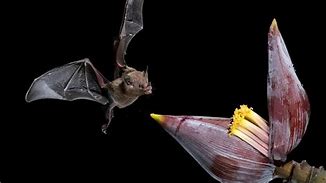 Image result for Bat Drinking Nectar
