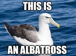 Image result for Albatross Meme