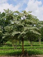 Aralia elata ਲਈ ਪ੍ਰਤੀਬਿੰਬ ਨਤੀਜਾ