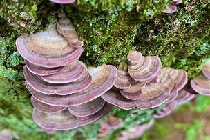 Image result for biforme