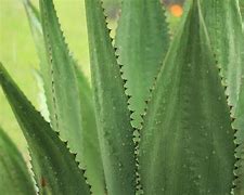 Image result for Leafy Cactus