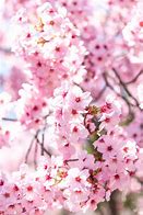 Image result for しだれ桜