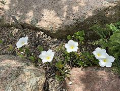 Image result for Nierembergia repens