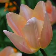 Tulipa Apricot Beauty に対する画像結果