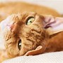 Image result for Red-Orange Tabby Cat