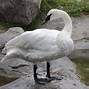 Image result for Swans Peace