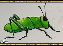 Image result for Cricket Bug Drawing Easy Sketch