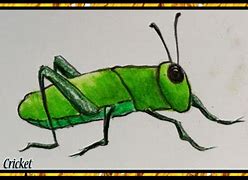 Image result for cricket insect drawing