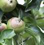 Image result for Leaf Curl On Apple Trees