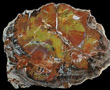 Image result for Petrified Wood Slice