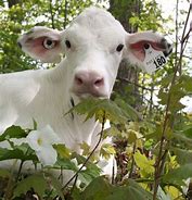 Image result for Vegan Cow