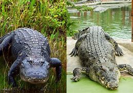 Image result for Alligator vs Crocodile Who Would Win
