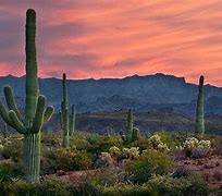 Image result for AZ Desert Landscape