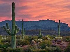 Image result for Desert Sceney with Cactus