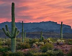 Image result for Arizona Cactus Landscape