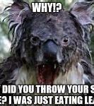 Image result for Dirty Koala Meme