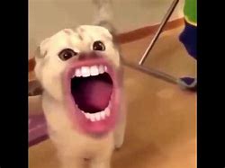 Image result for Cat with Human Mouth Meme