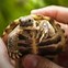 Image result for Tortoise Shell Color