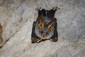 Image result for Lesser False Vampire Bat