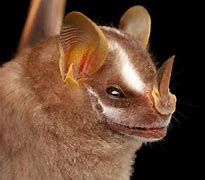 Image result for Cute Bat Face