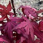 Image result for Purple Ghost Japanese Maple Tree